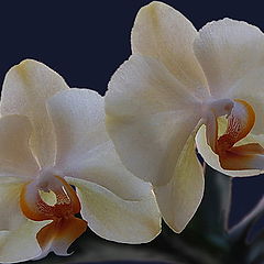 фото "Орхидея"