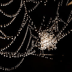 photo "***"
