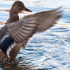 photo "Wild duck. Dance"