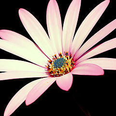 фото "A Simple Flower...""