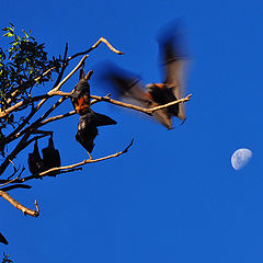 photo "Flying fox"