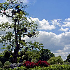 фото "Mistletoe tree in spring"