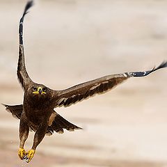 photo "Steppe eagle"