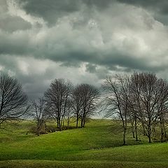 photo "Trees on a Hill"