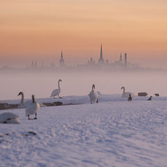 фото "Tallinn"