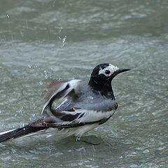 фото "Водные процедуры"