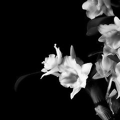 photo "Orchid Dendrobium"