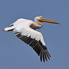 фото "Pelican"