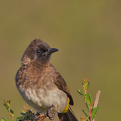 фото "Garden bulbul"