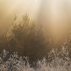 photo "Sparkling spring morning"