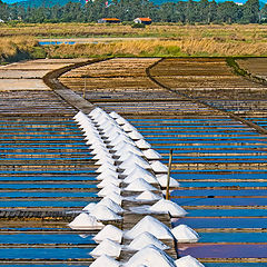 фото "The colors of salt"