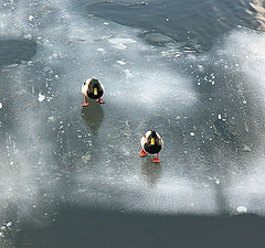 photo "On thin ice"