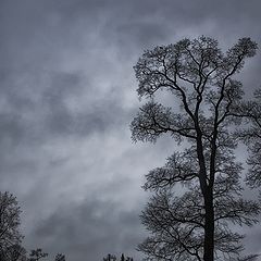 фото "Царское село"