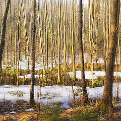 photo "Bright spring forest"