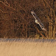 photo "I See You"