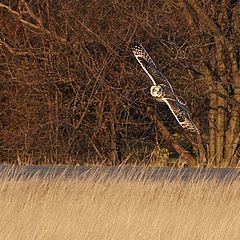 photo "I See You"