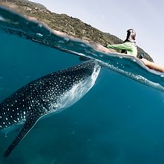 photo "Cebu island's whale sharks"