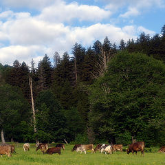 photo "Shepherd and Flock ..."