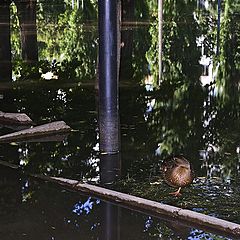 фото "Городские...(...отражения)"