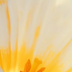 фото "Spring mood"