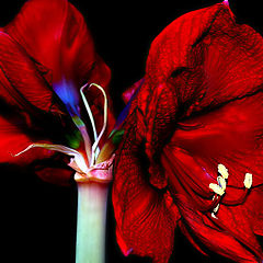 фото "Amaryllis... Flower...""