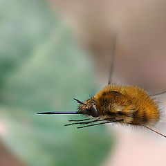 photo "Bombylius in flight"