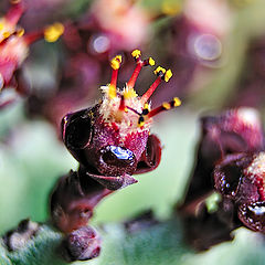 фото "cactus macro"