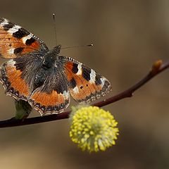 photo "первая бабочка 2012 the thirst butterfly 2012"