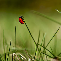 photo "Climbing Ladybug"