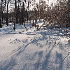 photo "shadows of Spring"