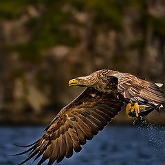 photo "White Tailed Eagel...."