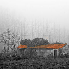 фото "B&W mix with fog"