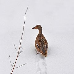 фото "По снегу, по белому снегу..."