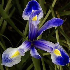 photo "Iris"