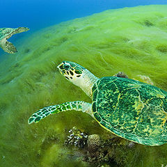 photo "Flight of the green turtles"