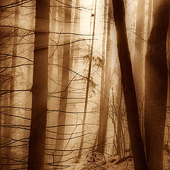 photo "Mist in the forest"