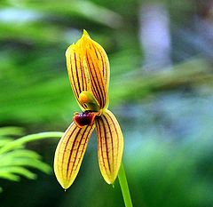 photo "Orchid - Mormolyca ringens"