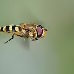 photo "In flight"