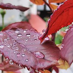 photo "after rain"