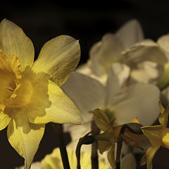 photo "Daffodil announce the spring"