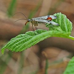 photo "Scorpion Fly"