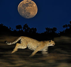фото "Night hunt"