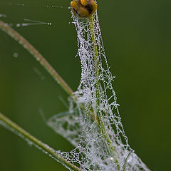 photo "In captivity."