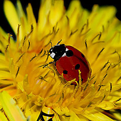 photo "Flowerbug"