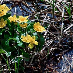 photo "spring flowers"