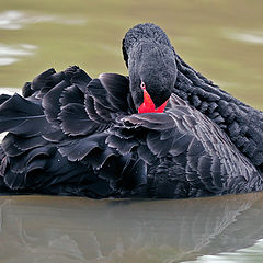 фото "Black&Red"