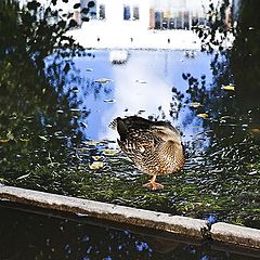 фото "Городские...(...отражения)"