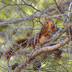 photo "Red"