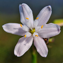 фото "wild flower"