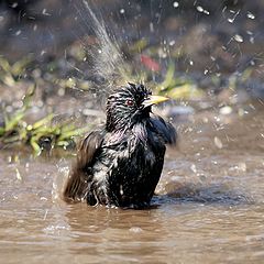 фото "водные процедуры"